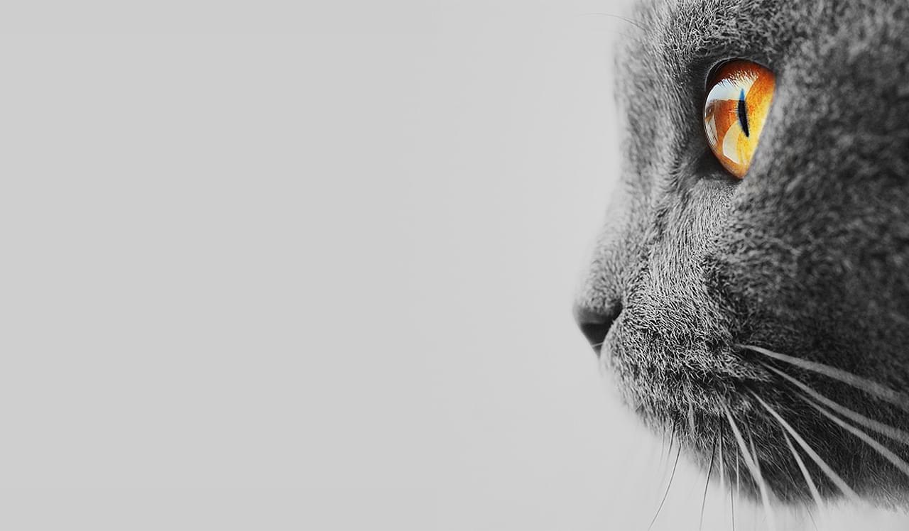 Intense pet shop website preview