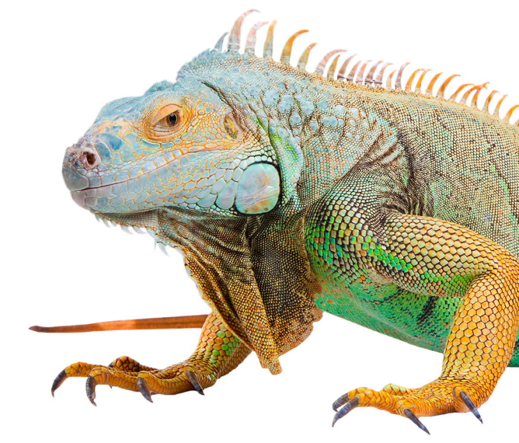 Zoo website preview